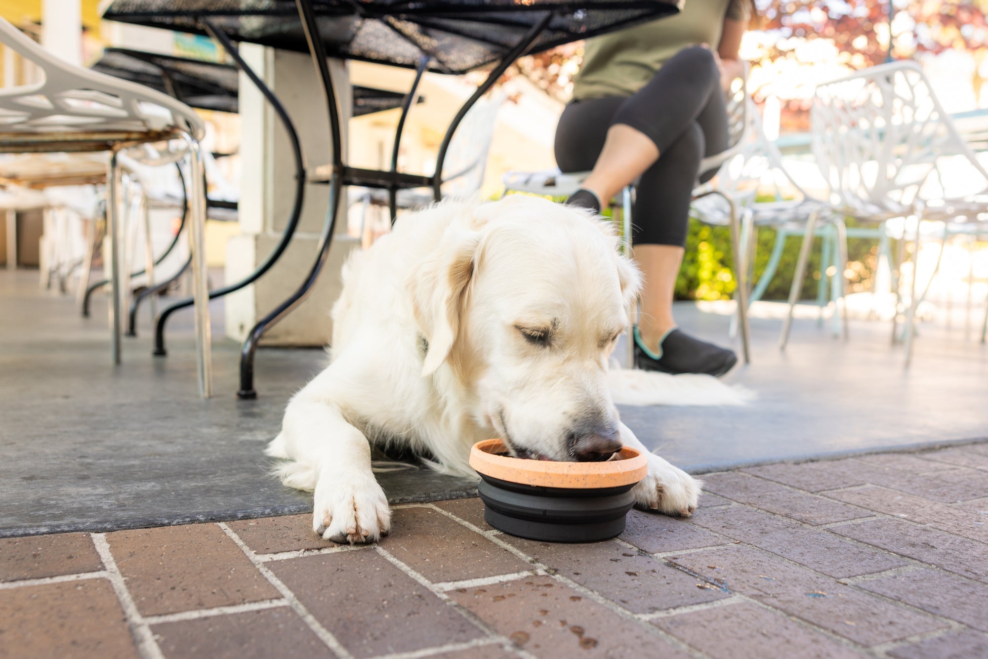 Sippin' Pretty Collapsible Water Bowl