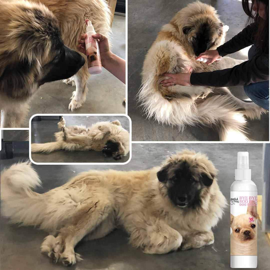 Bye Bye Boo Boo™ Dog Skin Spray