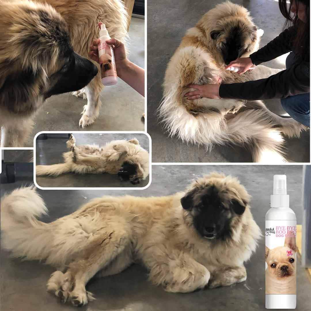 Bye Bye Boo Boo™ Dog Skin Spray